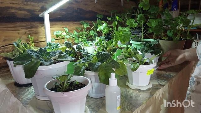 14-12-2025. Жизнь в деревне..Торт получился очень вкусный.Таская цветы,с места на место. смотреть онлайн