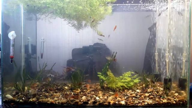 Немного позитивчика. Рыбки гуппи в аквариуме