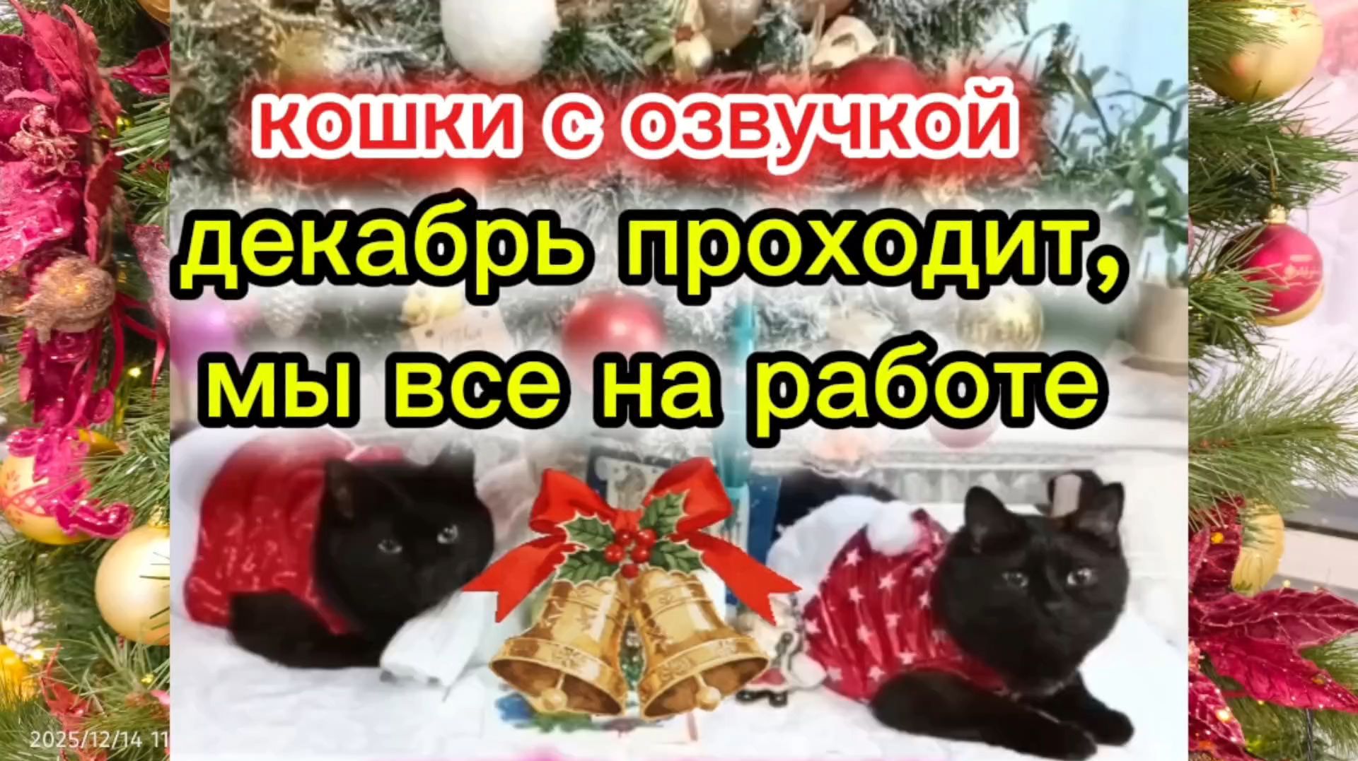 Кошки с озвучкой. Новогоднее настроение. смотреть онлайн