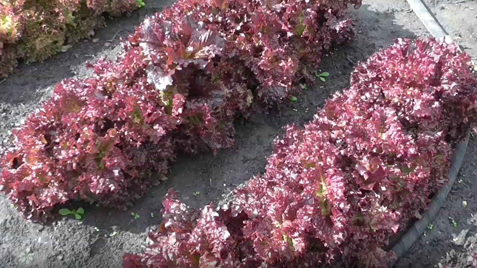 Салат ЛОЛЛО РОССА смотреть онлайн