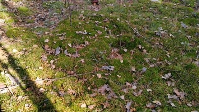 "Я русский грибник"