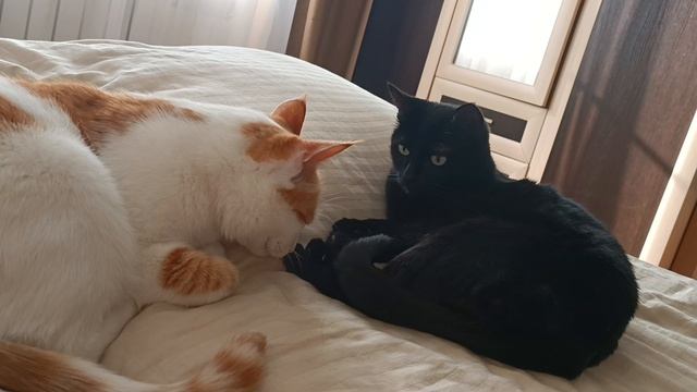 Кузя и девочка смотреть онлайн