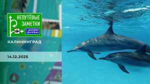 Калининград. Часть 2. Непутевые заметки. Выпуск от 14.12.2025