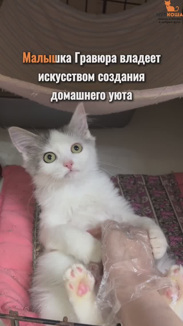 Гравюра ждёт вас в приюте #Муркоша смотреть онлайн