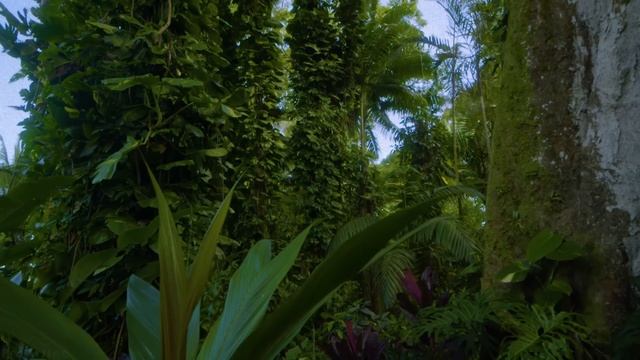 Hawaii Botanical Garden #1 (slow Motion)