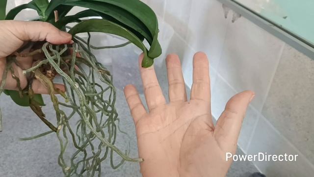 Орхидея Violet Queen. Пересадка🌿 смотреть онлайн