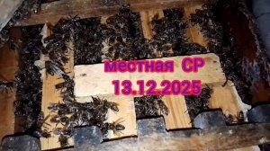 зимовка ,местная СР 13.12.2025
