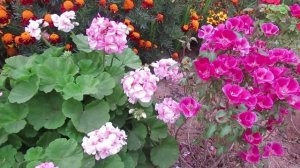 Как вырастить красивейший однолетний цветок Годеция