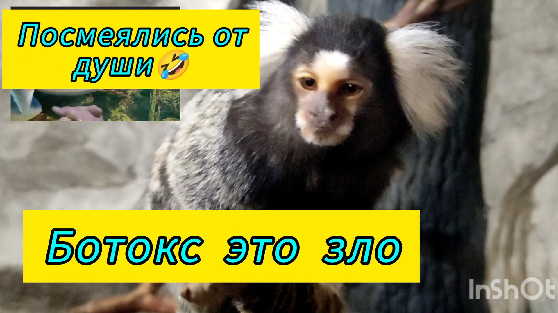 Океанариум Екатеринбург /Подводный мир прекрасен / смотреть онлайн