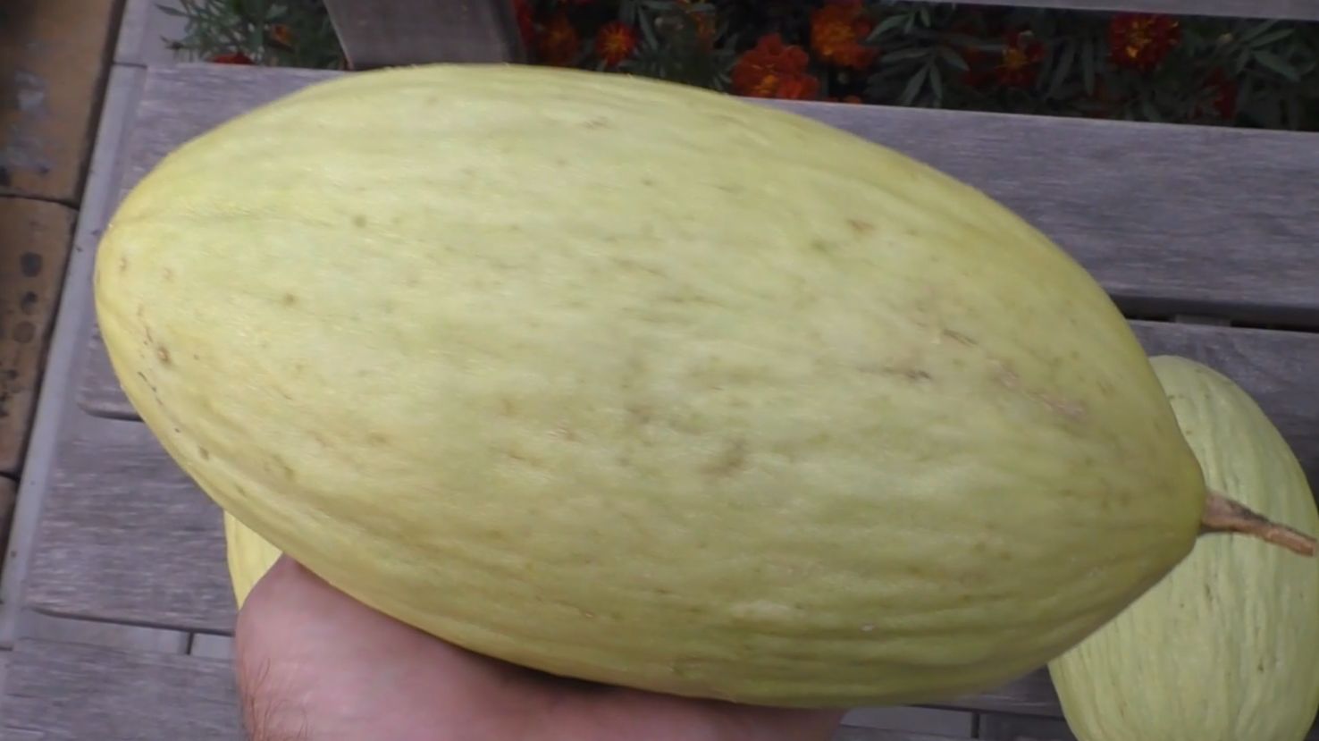 Выращивание дыни смотреть онлайн