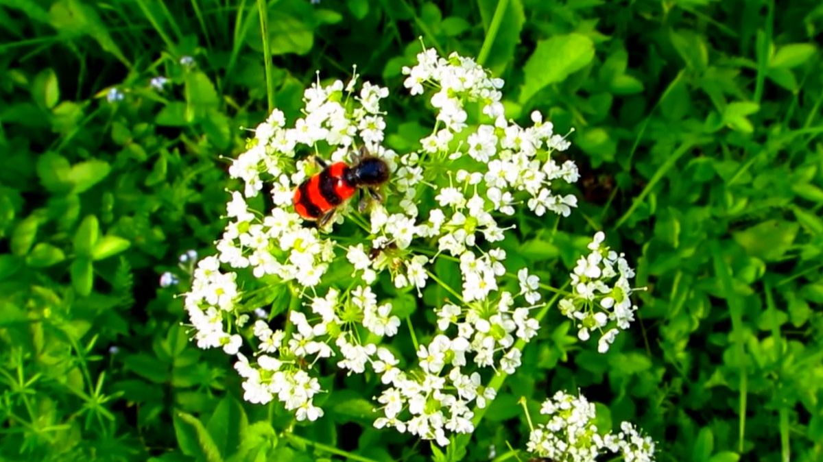 Насекомые на растениях смотреть онлайн
