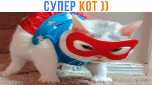 СУПЕР КОТ ))) Приколы с котами | Мемозг 1697