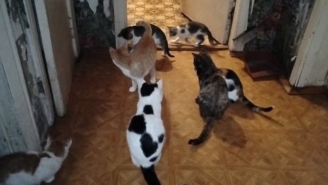 Кошки-футболисты гоняют умный мяч 😂