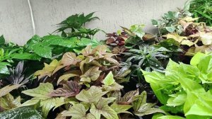 Ипомея батат зимой. Как СОХРАНИТЬ до весны. УХОД без СЕКРЕТОВ