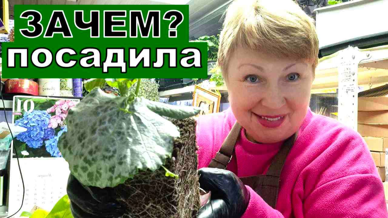 Такое чудо я еще не выращива зимой. Главное не загубить крупные растения зимой смотреть онлайн