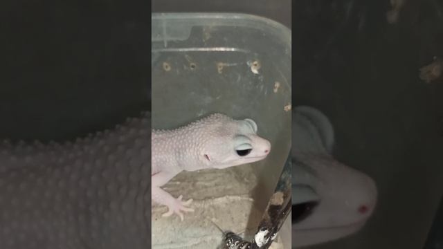 Кормление Зефирки. 11 декабря 2025 г. смотреть онлайн