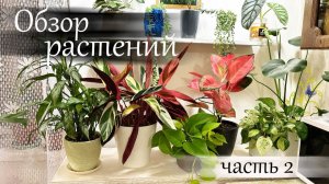 Обзор растений часть 2