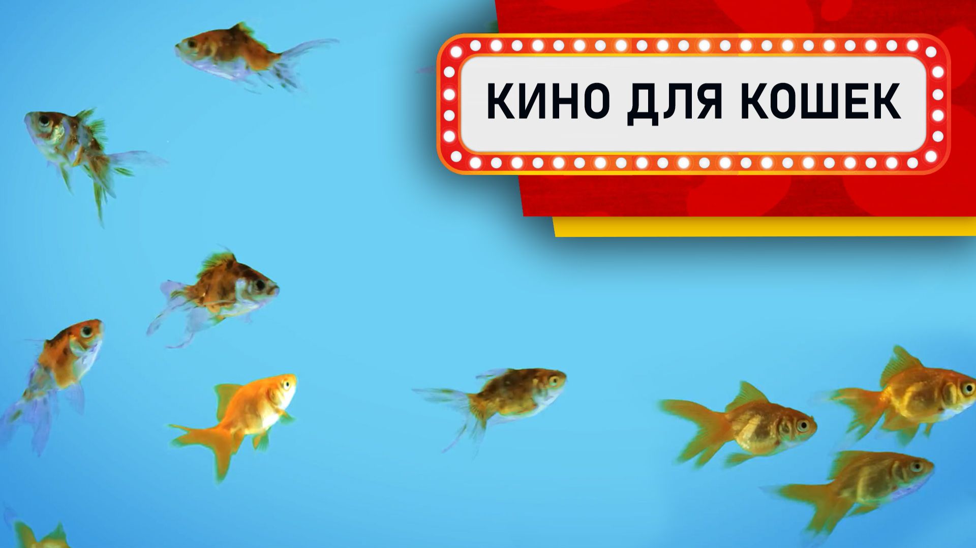 Видео для Кошек - Золотые рыбки в аквариуме (Развлеки своего кота) смотреть онлайн