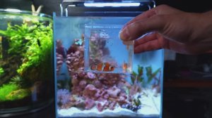 Создание НАНО-РИФА для рыбок-клоунов. Полное пошаговое руководство для начинающих