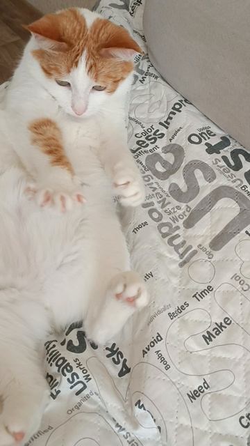 Кузя смотреть онлайн