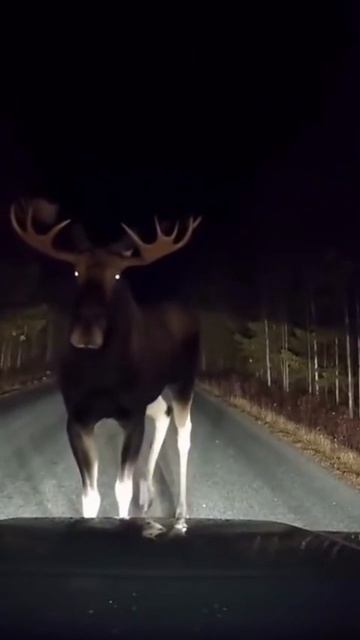 #278 || МЕМЫ || ПРИКОЛЫ || ЮМОР смотреть онлайн