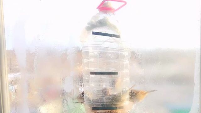 РЕЛАКС ВОРОБЬЕВ! 14 декабря было армия воробьёв которые снял целый час под музыку для расслабления