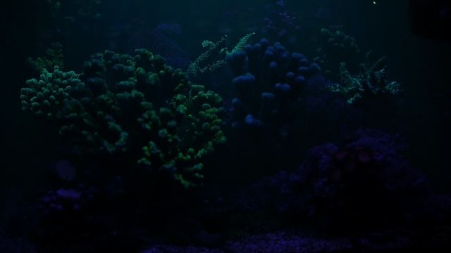 Тестирование нового морского светильника на 14 каналов