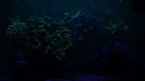 Тестирование нового морского светильника на 14 каналов