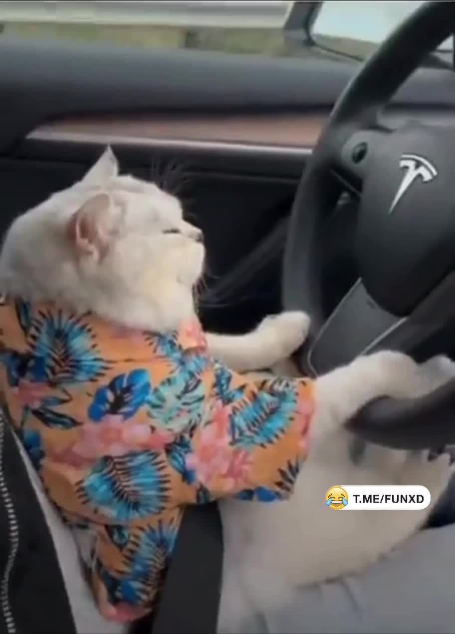 Строгий и состоятельный водитель😄 смотреть онлайн