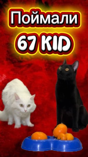 Это настоящий 67 kid? 🙀 #кот #кошка #котики #животные #ужасы #страшно #67kid
