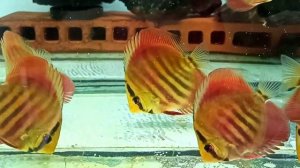 Аквастар - эксперимент продолжается.