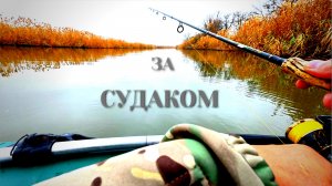 УГОВОРИЛ КЛЫКАСТЫХ НА ПОКЛЁВКИ!ЛОВЛЯ СУДАКА в ПРЕКРАСНУЮ ПОГОДУ!РЫБАЛКА 2025!