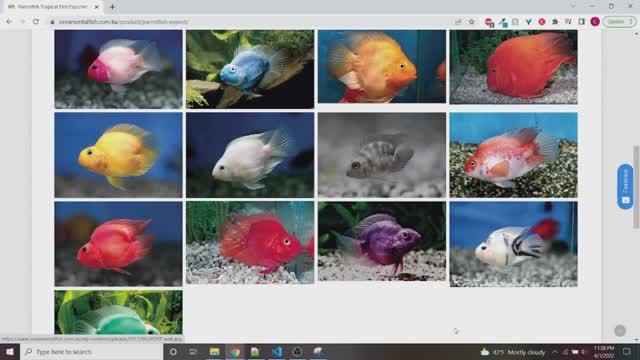 38 ПОПУГАЕВ 🐠, цихлиды о которых должен знать каждый аквариумист