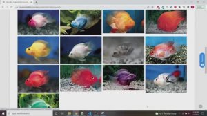 38 ПОПУГАЕВ 🐠, цихлиды о которых должен знать каждый аквариумист