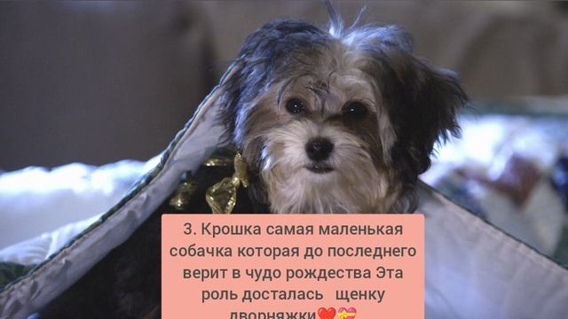 Рождественская Пятёрка самые интересные факты об этом самом тёплом новогоднем фильмн🎄🦮🎁🎅