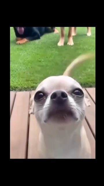 #235 || МЕМЫ || ПРИКОЛЫ || ЮМОР смотреть онлайн