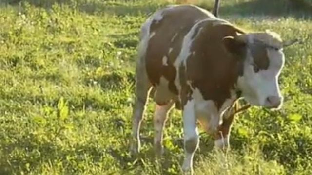 Cow корова мычит (Обычный, ускоренно, медленно, реверс) смотреть онлайн