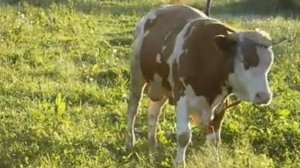 Cow корова мычит (Обычный, ускоренно, медленно, реверс)