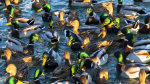 А вы видели сразу столько много уточек