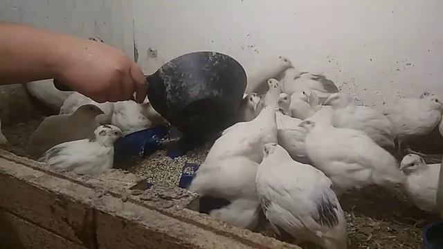 Экструдер, экструдат для птицы_ перепелов, кур, уток, гусей, индюков...