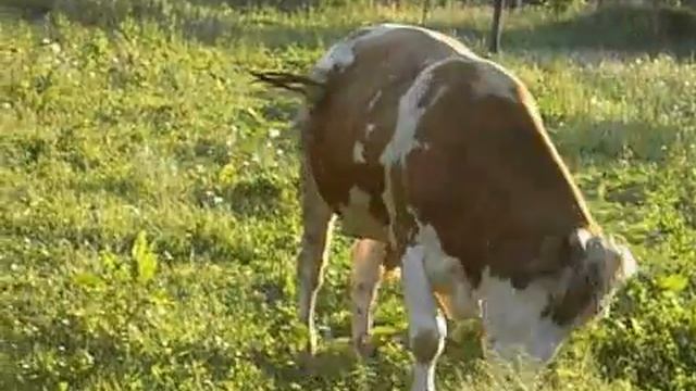 Cow Корова мычит (31.08.2013) смотреть онлайн