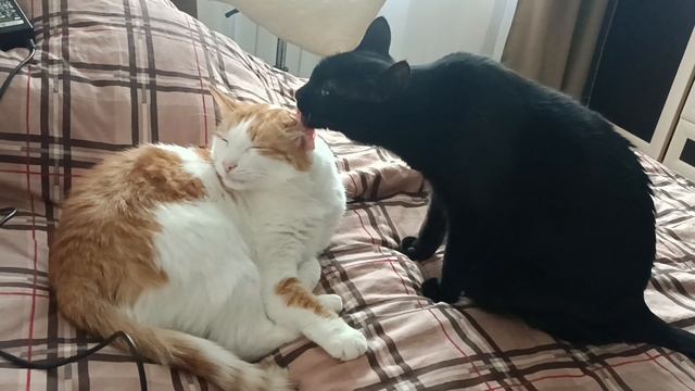 Кузя иДевочка смотреть онлайн