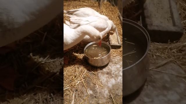 Гуси на водопое зимой 🦢☃️💧