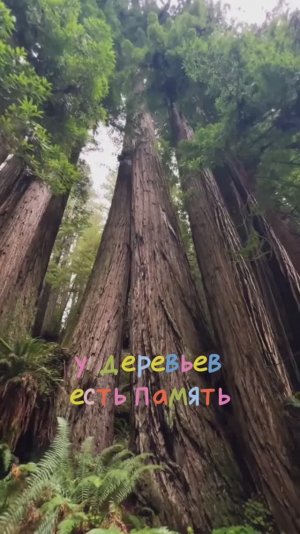 У деревьев есть память 😱