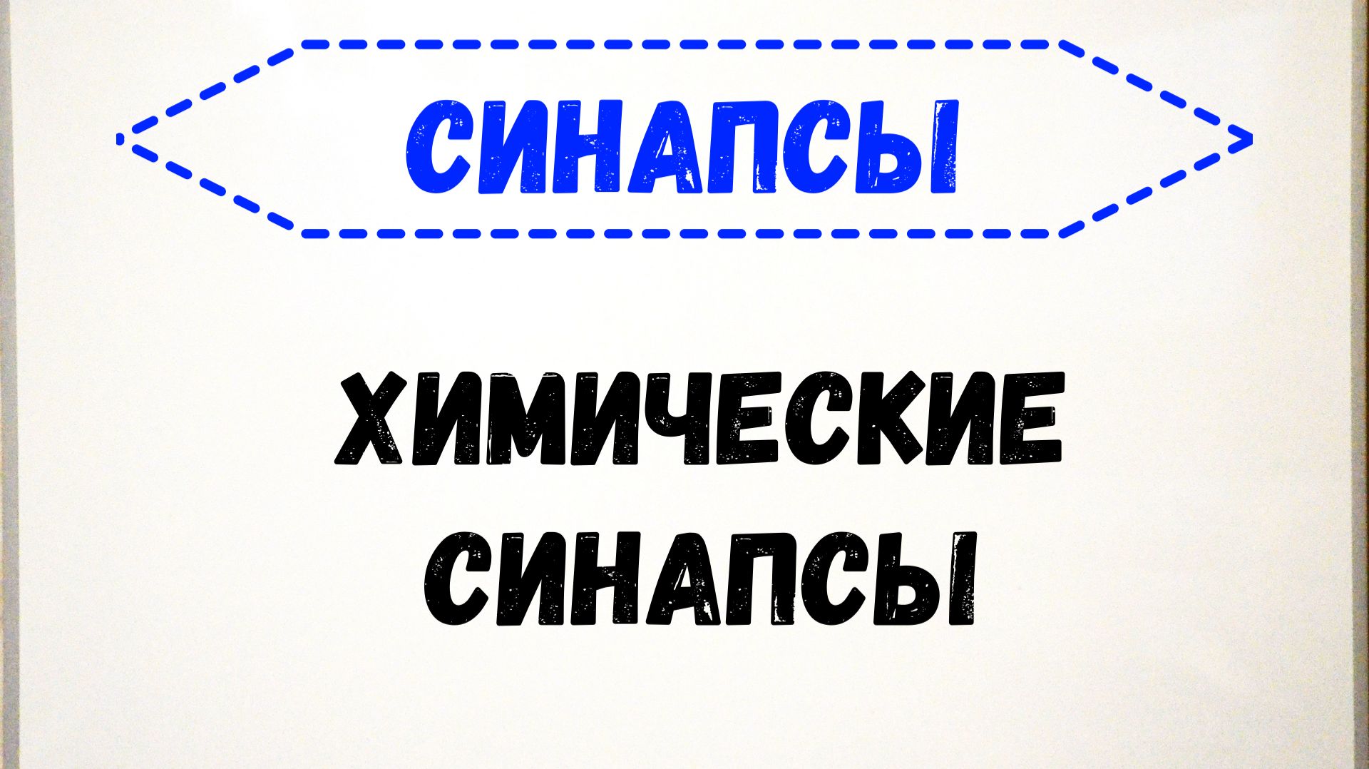 Синапсы. Общая физиология химических синапсов. (ПОЛНОЕ ВИДЕО ПО ССЫЛКЕ В ОПИСАНИИ)