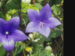 Платикадон: от посева до цветения.