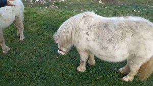 А пони тоже кони...