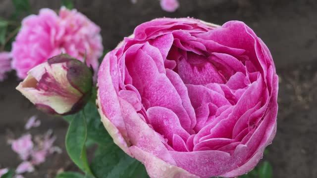 Распаковка пионов зима 2025 Обзор посадочного материала смотреть онлайн