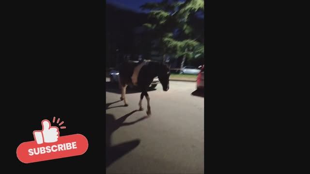 Дикая лошадь прогулка в Ялте 2026 🐎 Бродячие лошади Ялта сегодня 🔴 Сбежали с конюшни лошади?