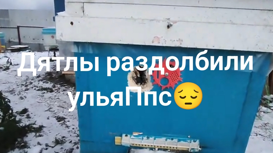 Дятлы раздолбили улья ппс😔
